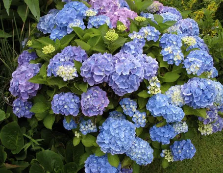 Hydrangea macrophylla