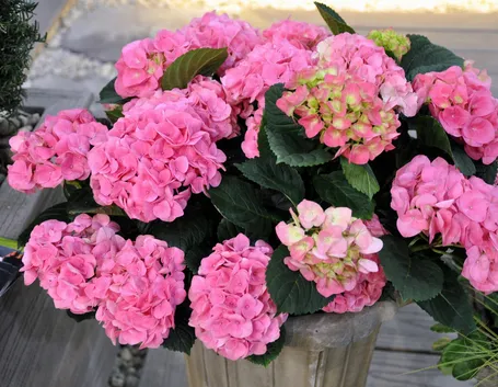 Hydrangea rosa vaso