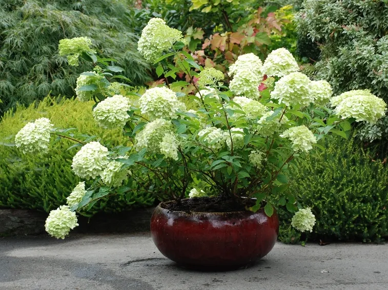 Hydrangea peniculata vaso