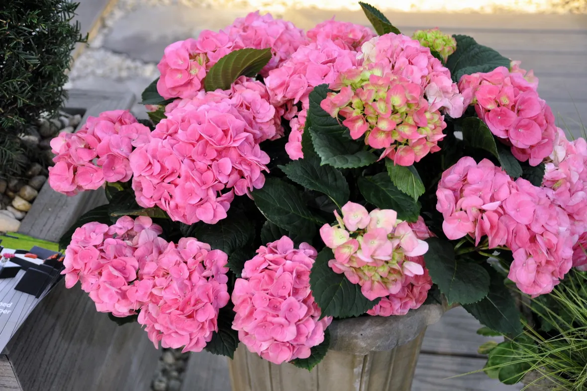 Hydrangea rosa vaso