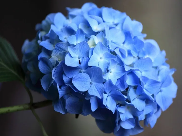 Esempio di ortensia dai petali blu.