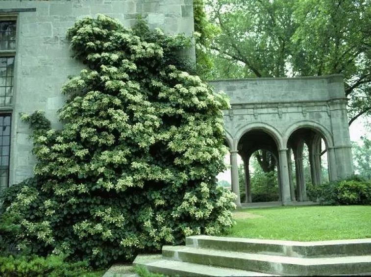 Hydrangea seemani