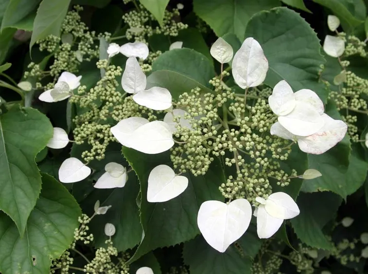 Schizophragma hydrangeoides