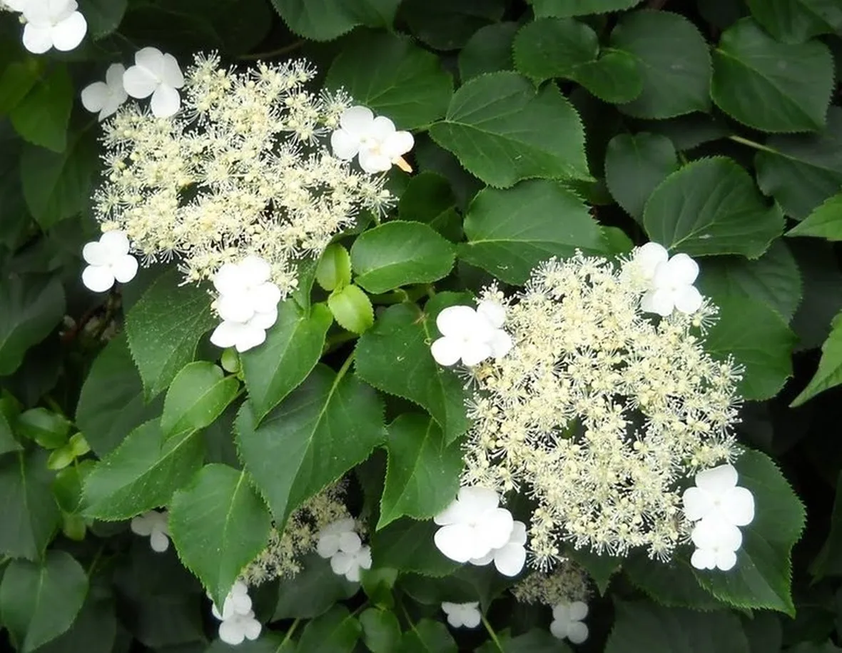 Hydrangea anomalia petiolaris