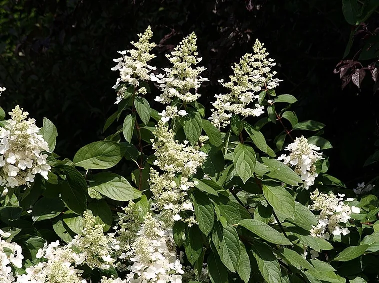 Pianta di Hydrangea paniculata