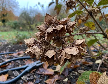 Perché i fiori secchi delle ortensie non sono solo un problema estetico