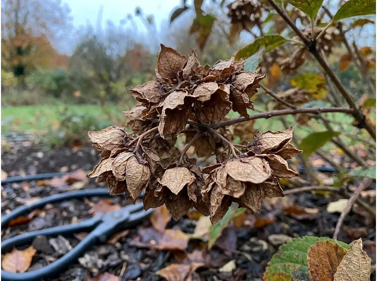 Perché i fiori secchi delle ortensie non sono solo un problema estetico