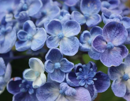 Hydrangea blu a 