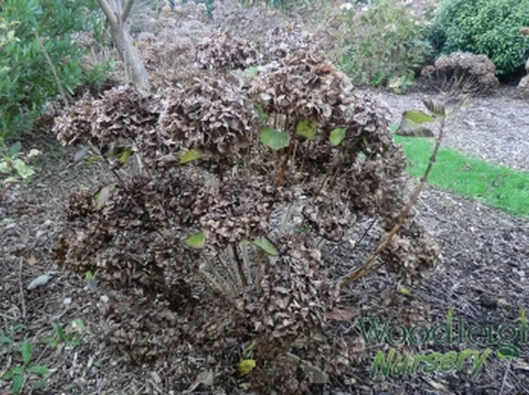 Cespuglio bisognoso di potatura