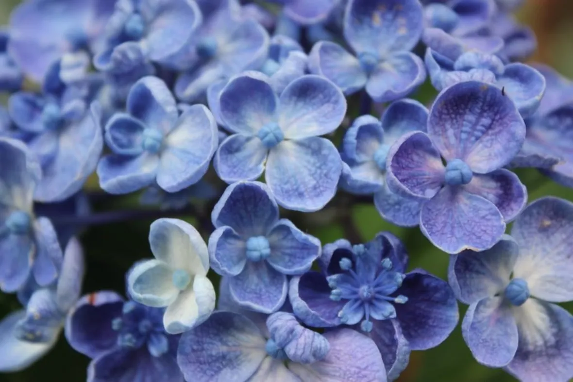 Hydrangea blu a 