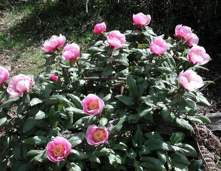 Piante di peonia