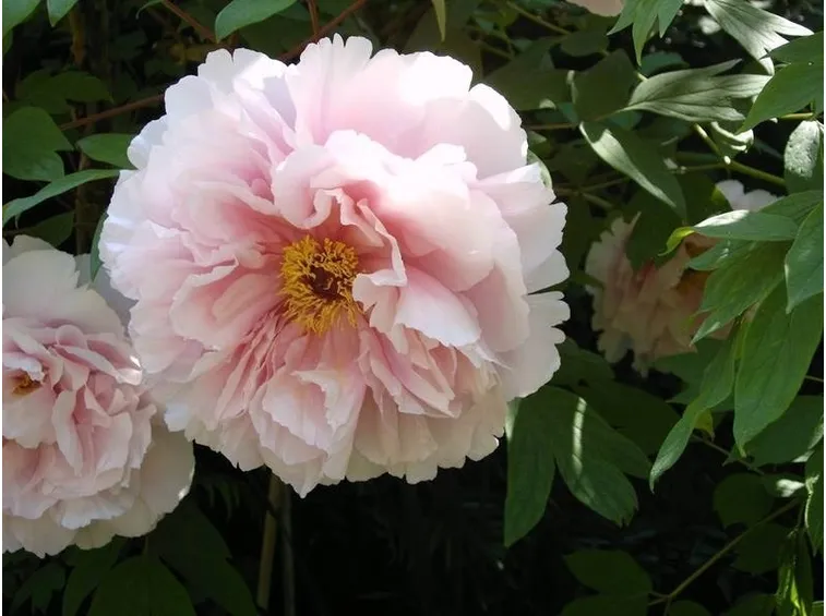 Un fiore di peonia
