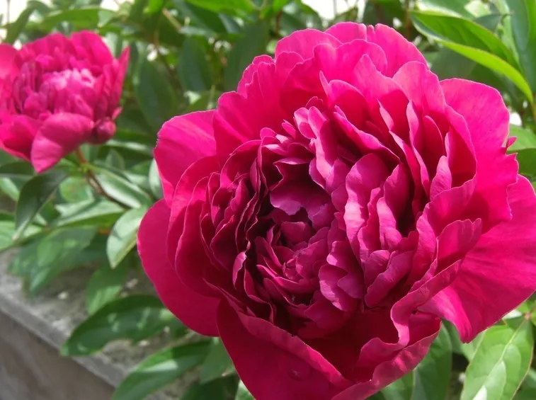Fiori di peonia bianchi