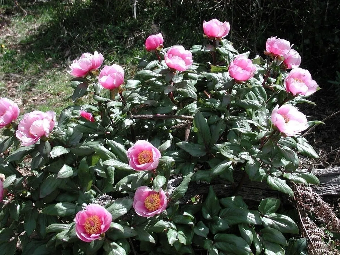 Piante di peonia