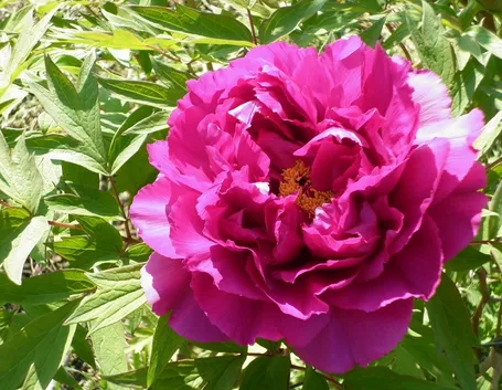 Fiore di peonia