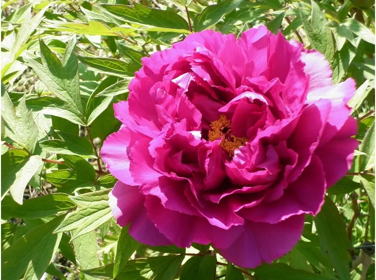 Fiore di peonia
