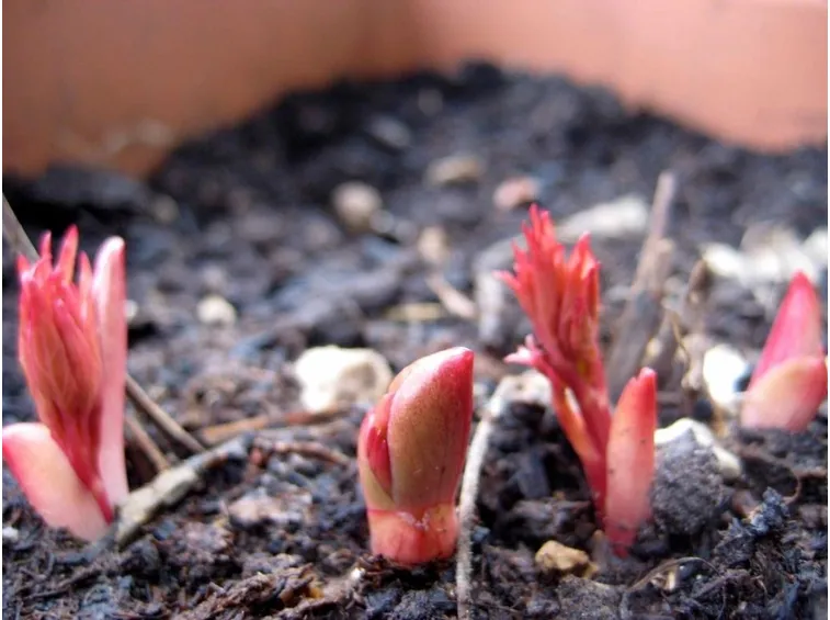 Nuove piante peonia