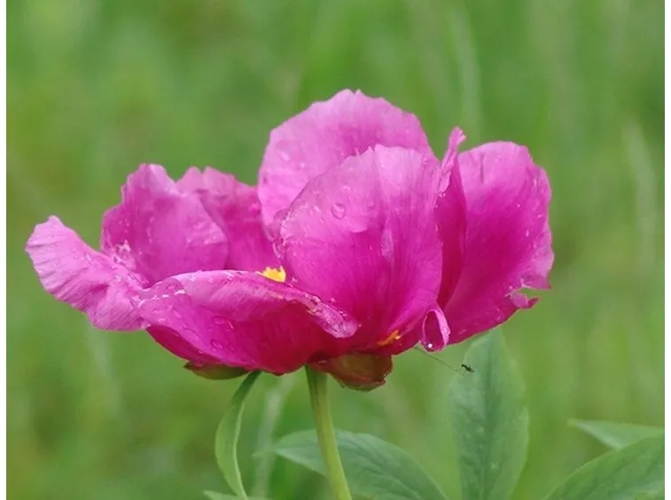 Esemplare di fiore di peonia