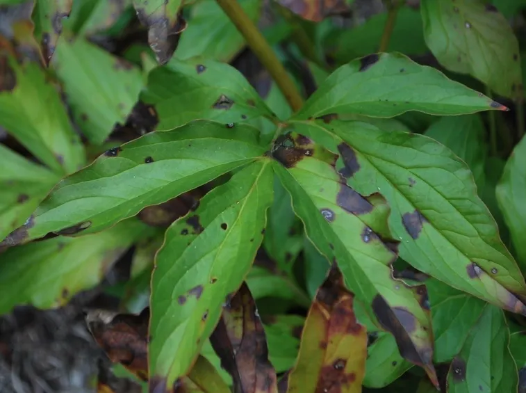 Malattia della peonia
