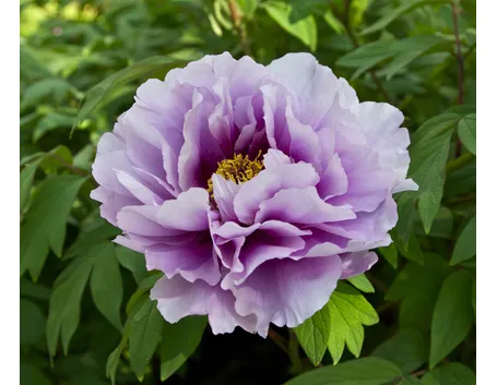 Fiore di Paeonia