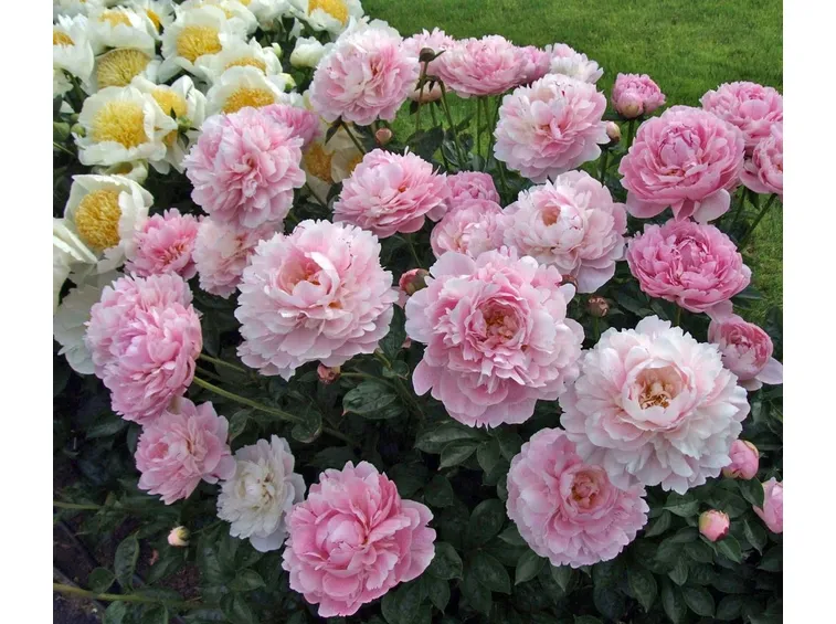 Paeonia lactiflora