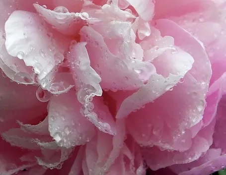 Peonia fiori