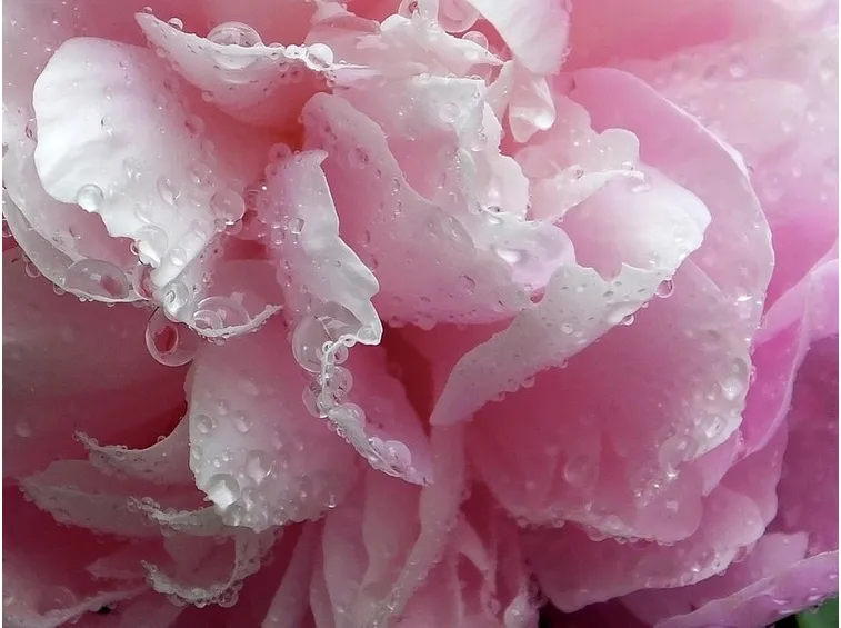 Peonia fiori