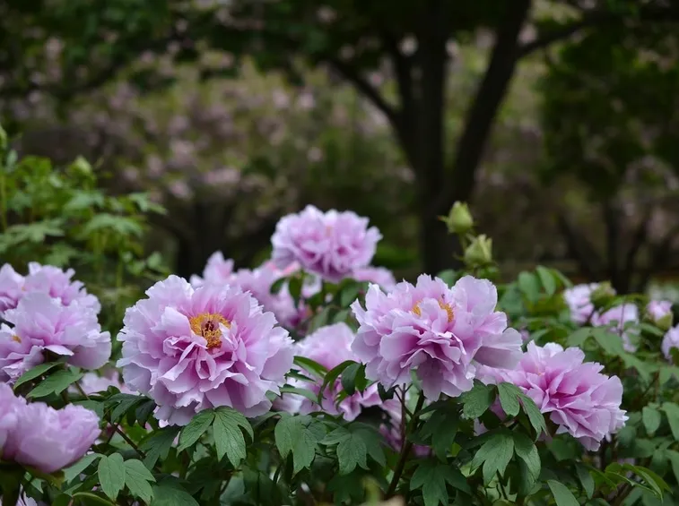 Cespuglio peonia arbustiva