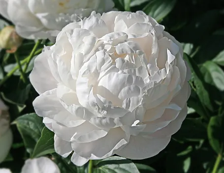fiore peonia bianca