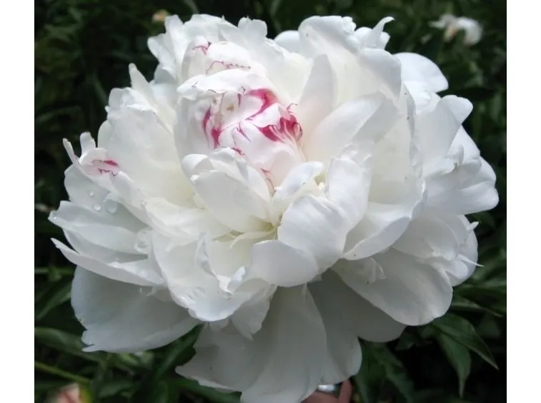 Peonia bianca