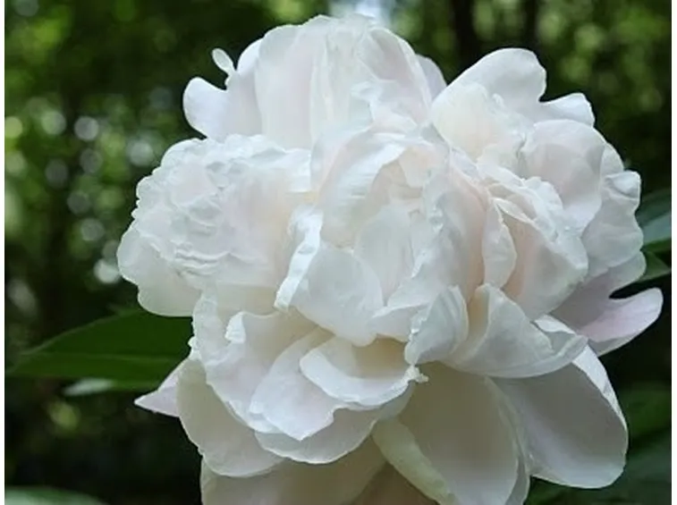 Peonia bianca in un giardino