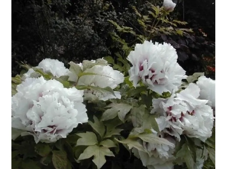 Cespuglio di peonie bianche