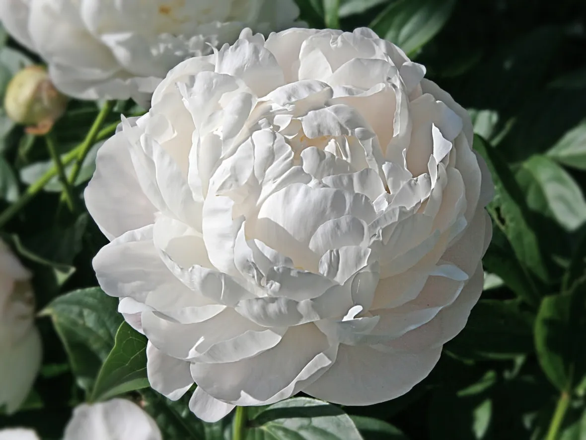 fiore peonia bianca