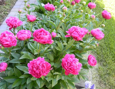 cespuglio peonie