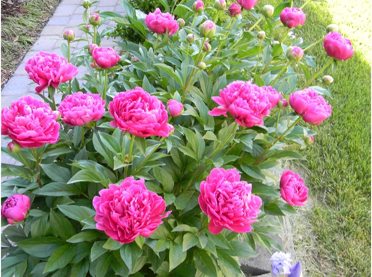 cespuglio peonie