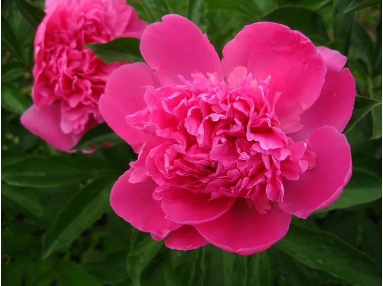 peonia erbacea rosa