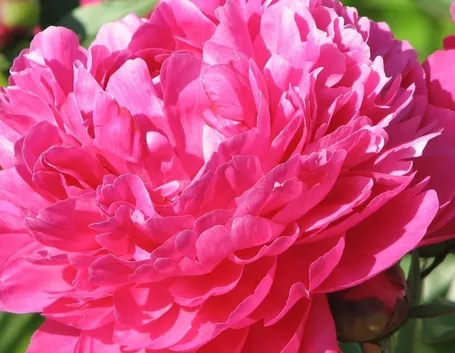 una peonia rosa acceso