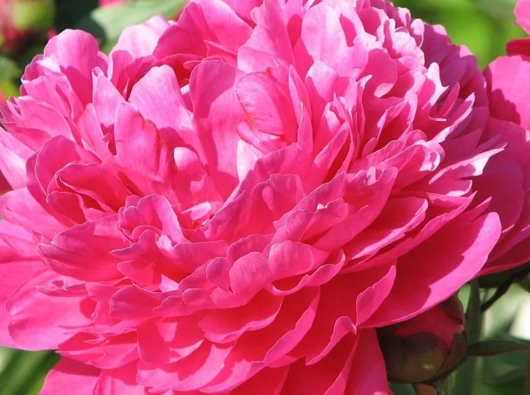 una peonia rosa acceso