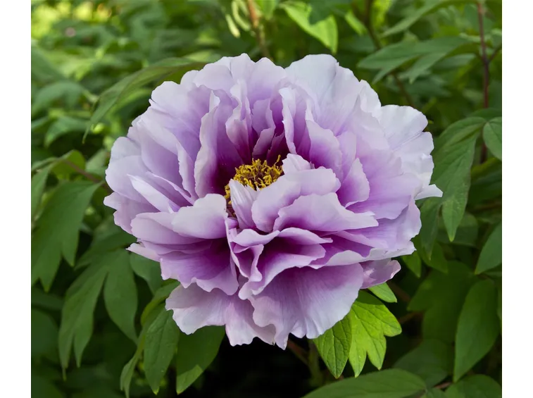 peonia giapponese rosata