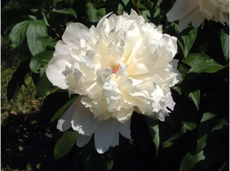 la delicatissima peonia bianca