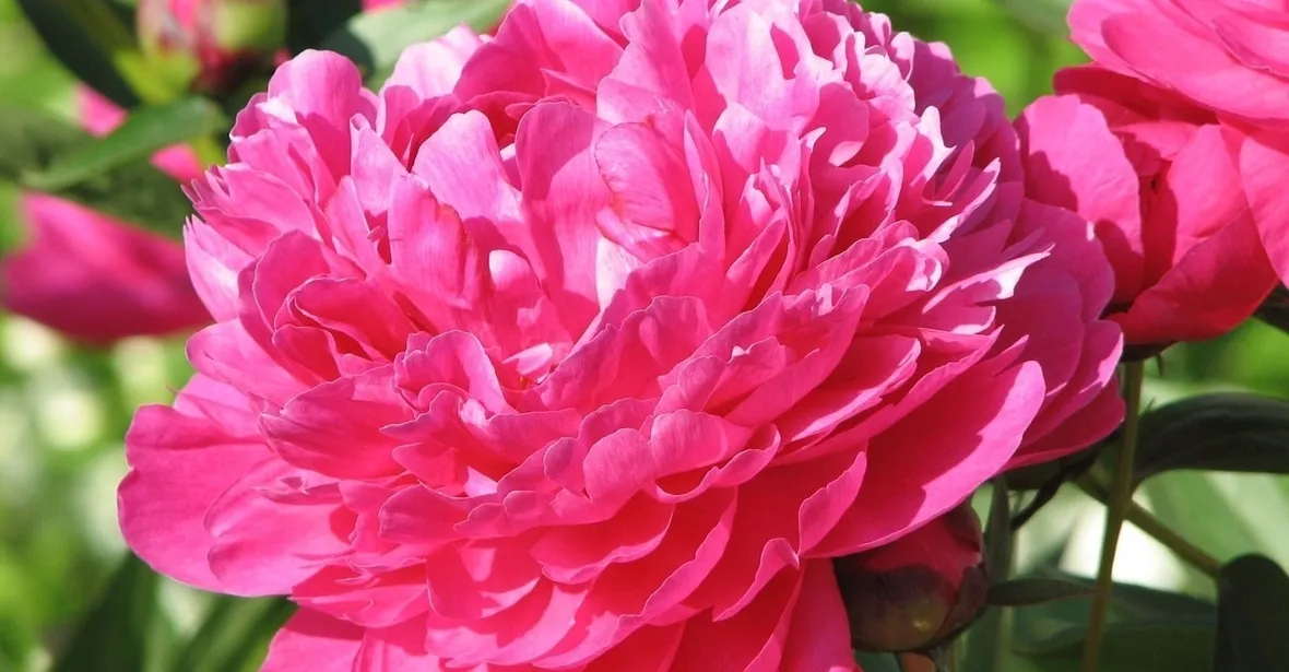 una peonia rosa acceso