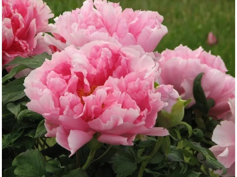 Peonia in giardino