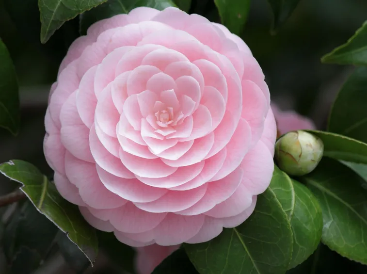 Peonia fiori