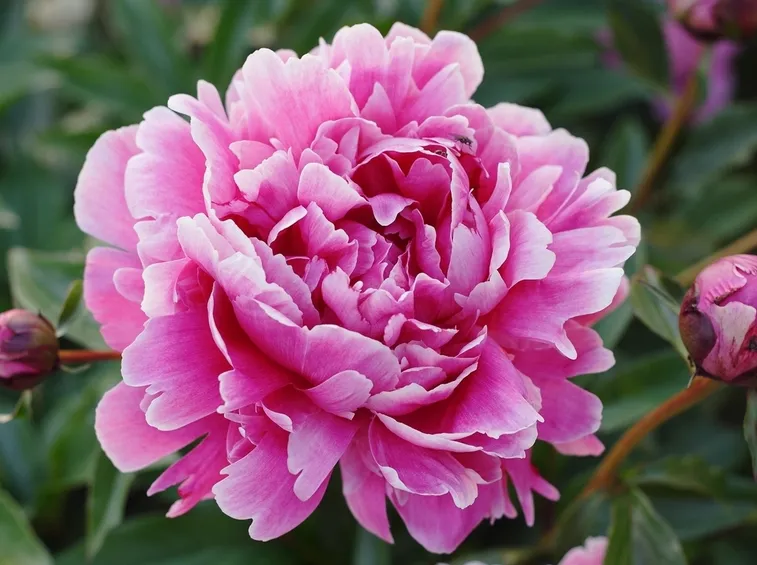 Fiori di peonia