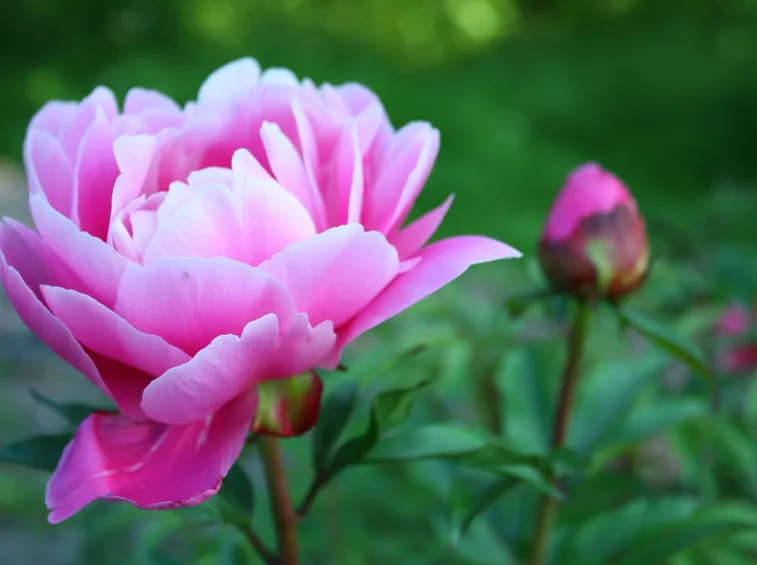 peonie fiorite