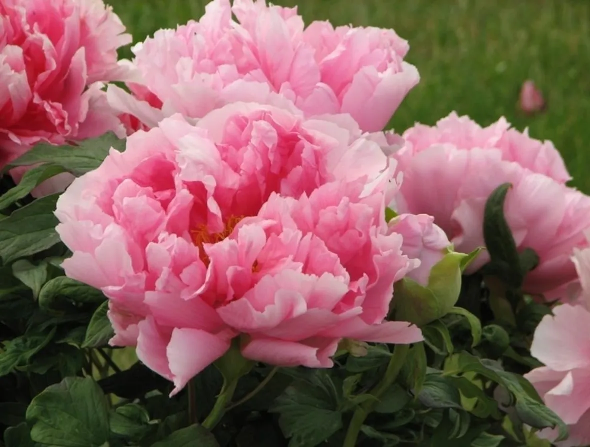 Peonia in giardino