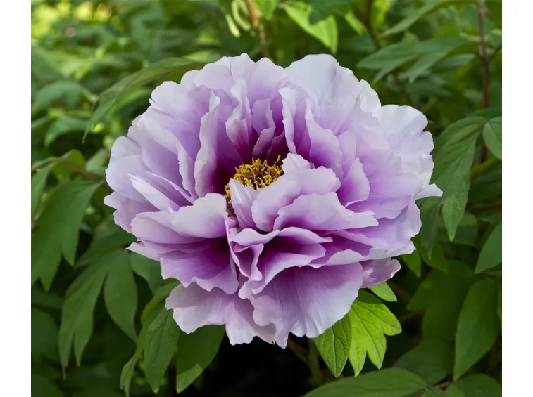 Coltivazione delle peonie
