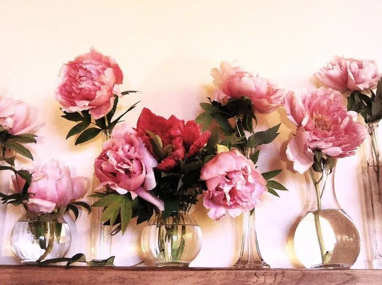 Peonie recise