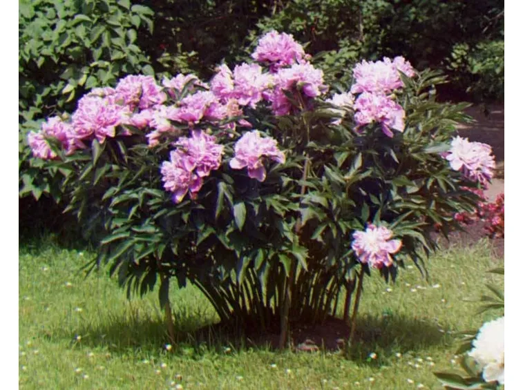 Coltivazione peonie