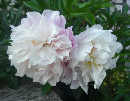 Bellissime piante di peonia